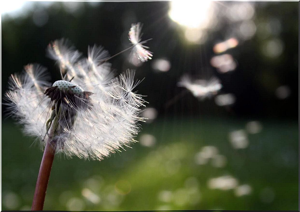 Dandelion representing letting go of what cannot be controlled.