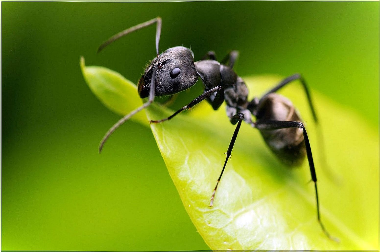 Ant sting