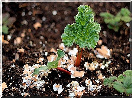 Fertilizer with eggshells