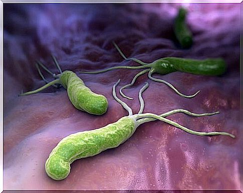 bacteria and immune system