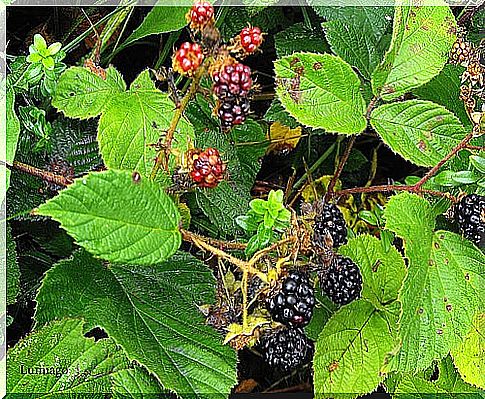 blackberries