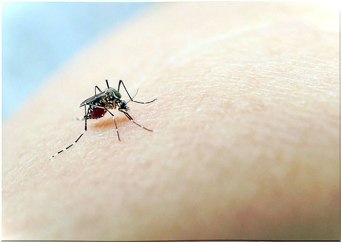 Aedes mosquito.