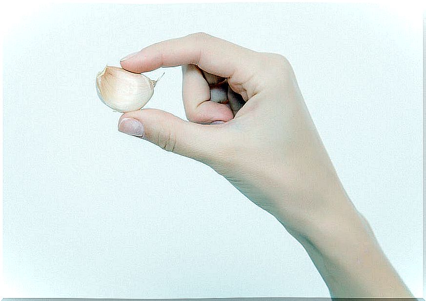 female hand holding peeled garlic clove.