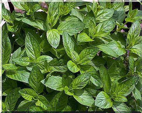 How to relax muscles with peppermint?