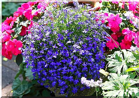 Lobelia for respiratory diseases