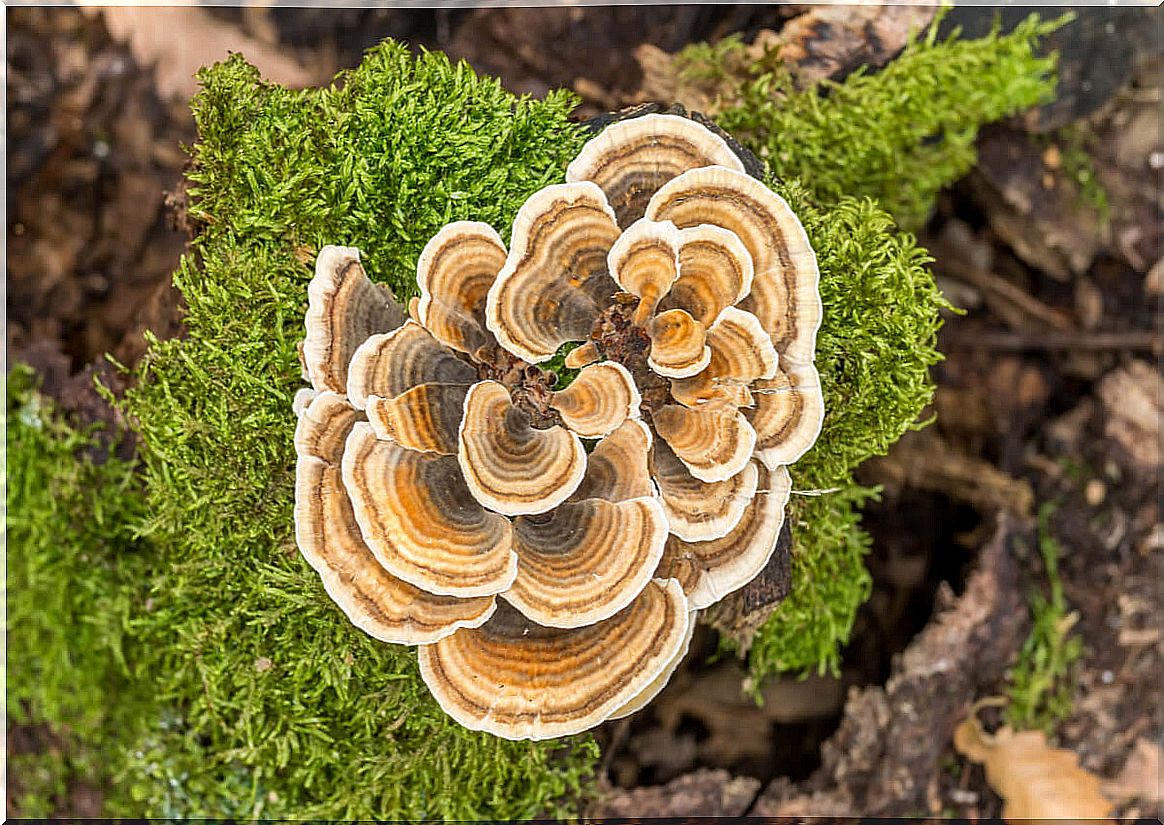 Benefits of turkey tail mushroom for the immune system