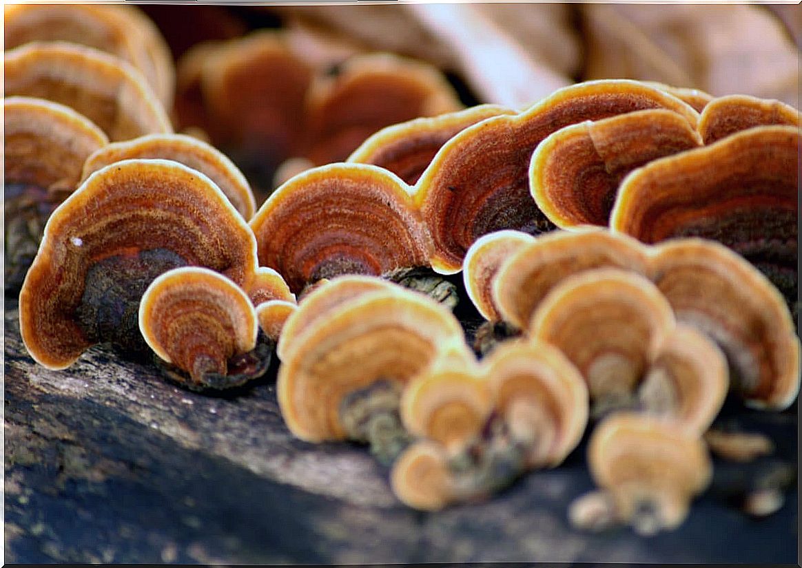 Turkey tail mushroom growing.