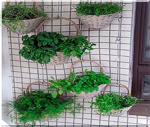 hanging garden