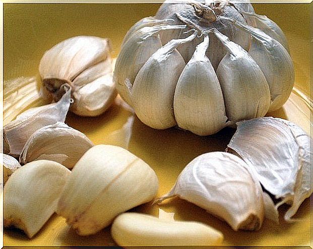 Garlic