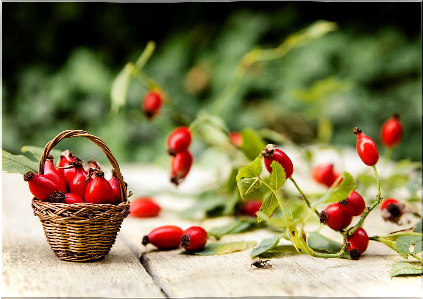 Rose hip: natural remedies and contraindications