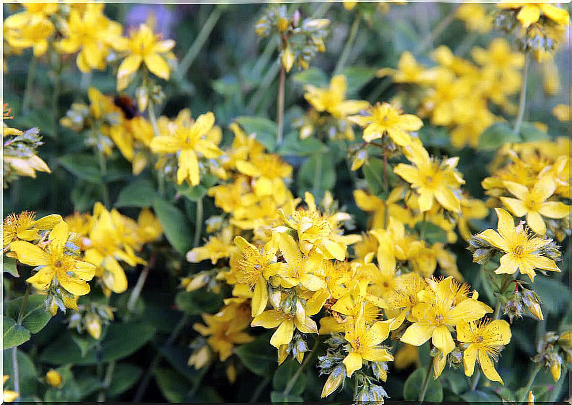 Agrimony plant.