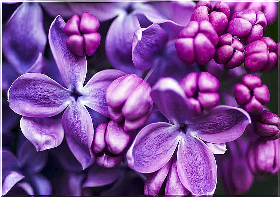 Violet flowers.